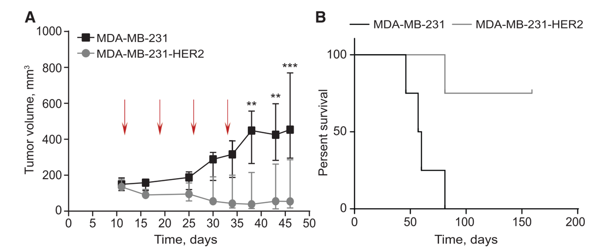 携带HER2-negative tumors和HER2-positive tumor小鼠，注射 trastuzumab mRNA LNPs后，生长情况比较