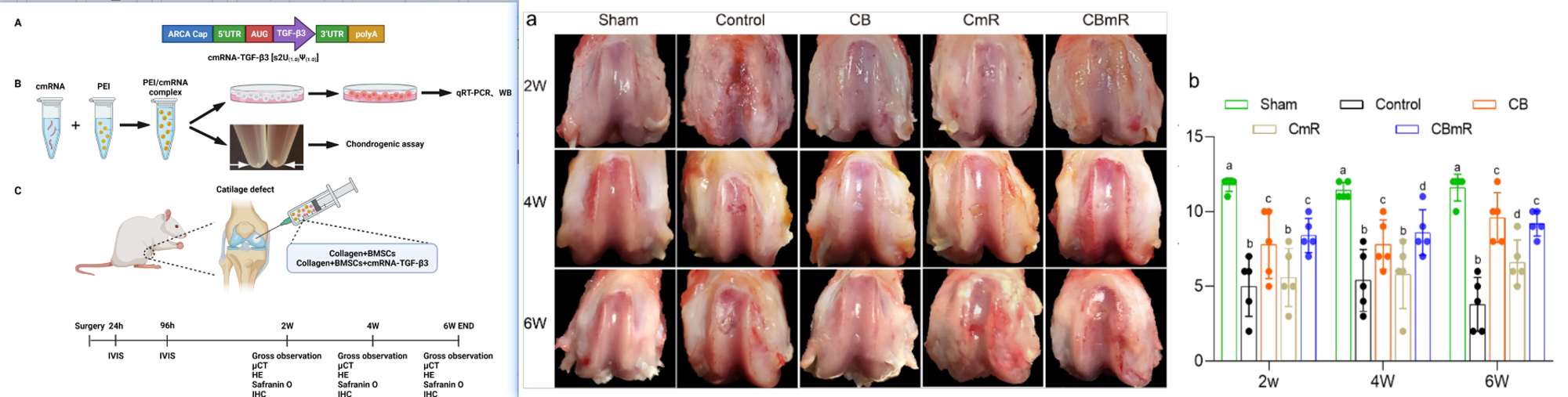 TGF-β3 cmRNA在小鼠模型中能够增强BMSCs软骨再生的疗效。