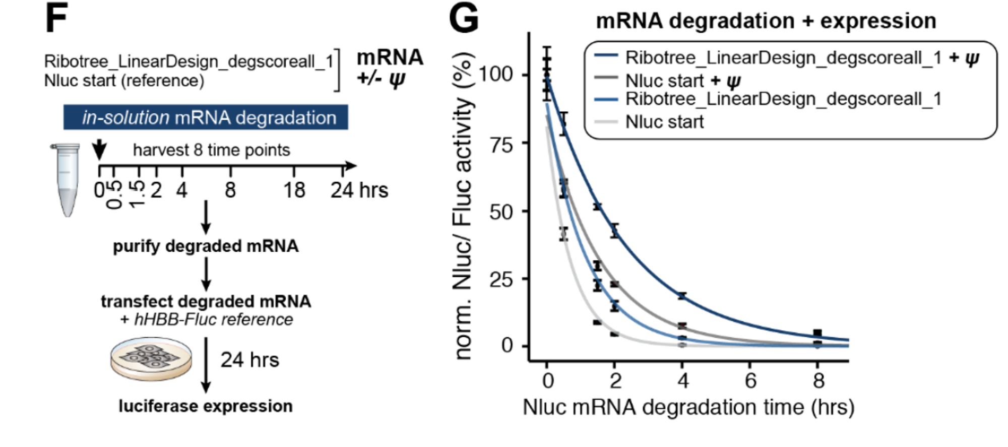 组合式优化mRNA序列中假尿嘧啶替换对mRNA稳定性和蛋白表达产量的影响