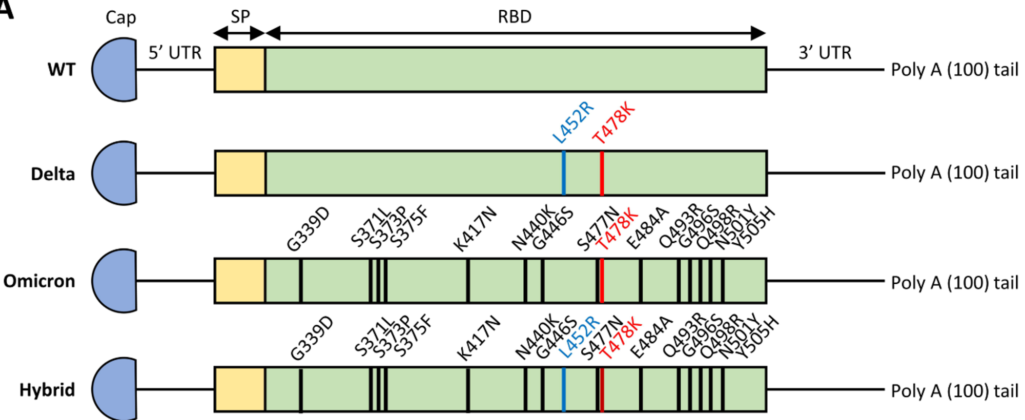 编码不同突变株RBD mRNA疫苗序列设计
