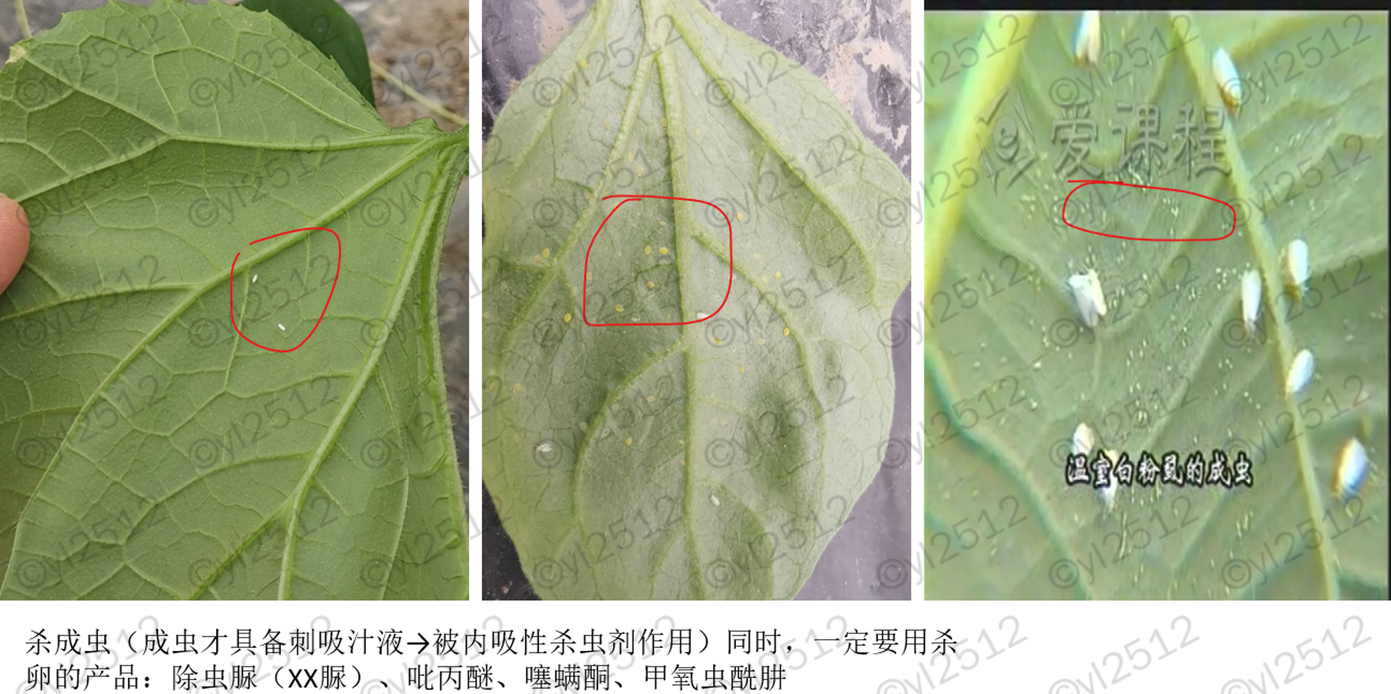 害虫