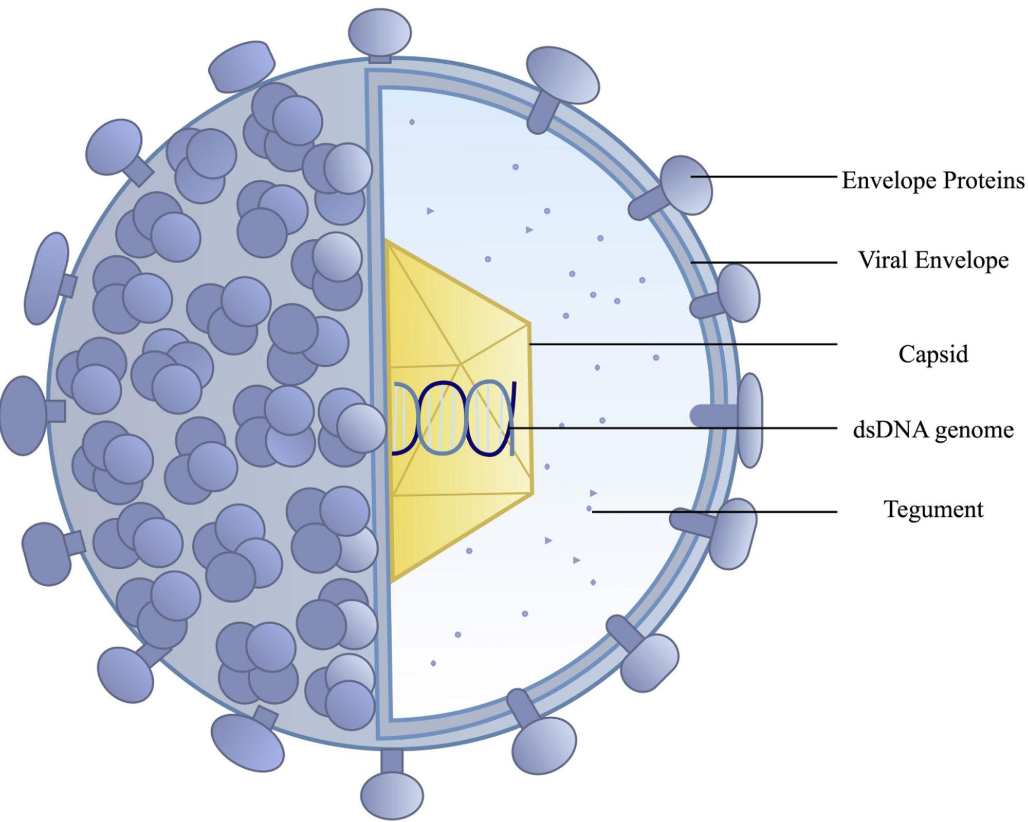 HSV病毒结构