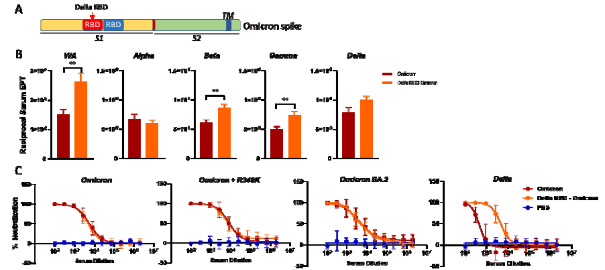 Delta-RBD/Omicron RBD 嵌合型Spike mRNA 疫苗显著血清中和抗体的广谱性