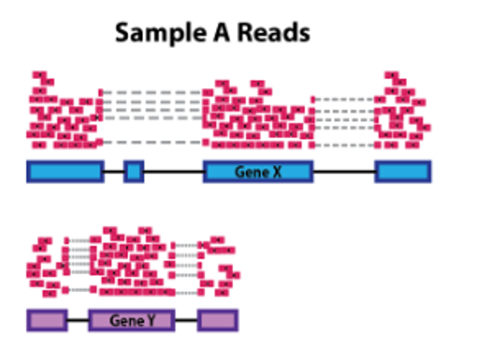 Gene length