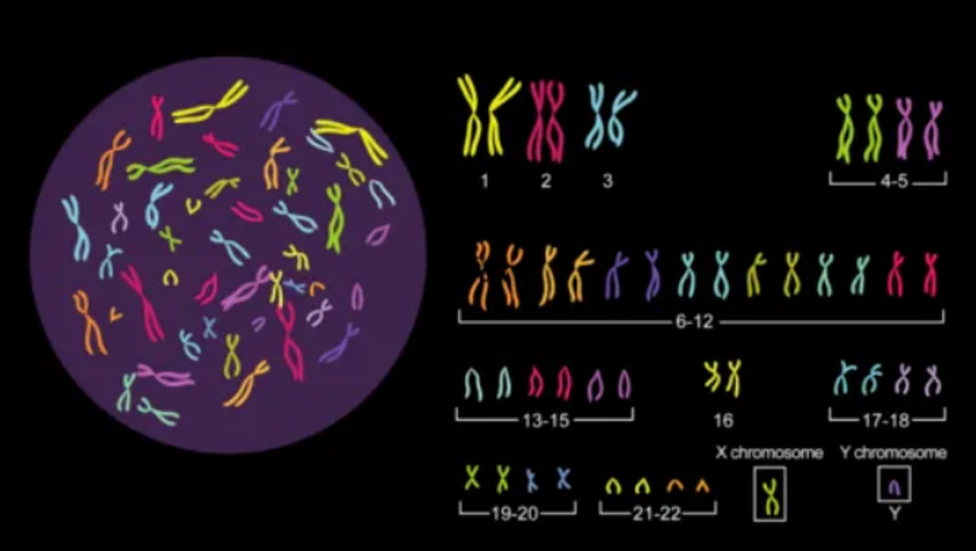 人类基因组结构特征