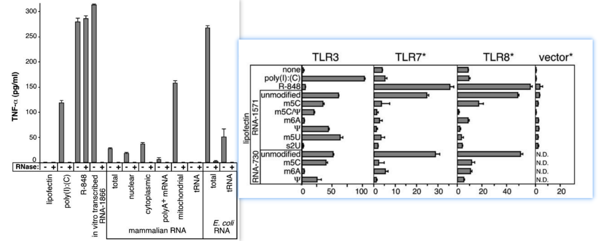 修饰核苷酸消抑制细胞TLR识别外源RNA