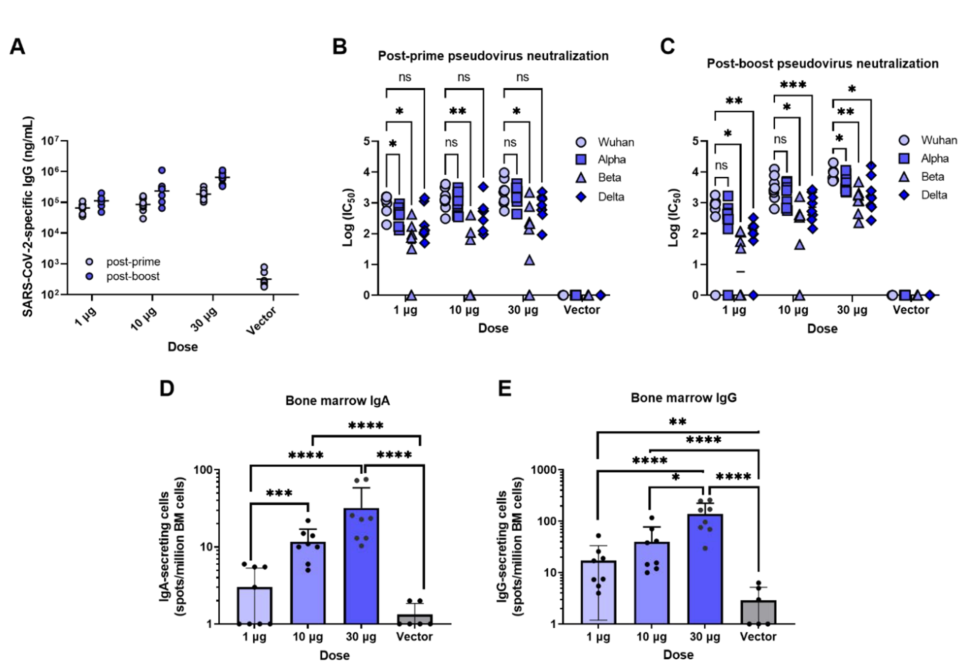 AHHI-SC2免疫小鼠强烈触发血清抗体反应