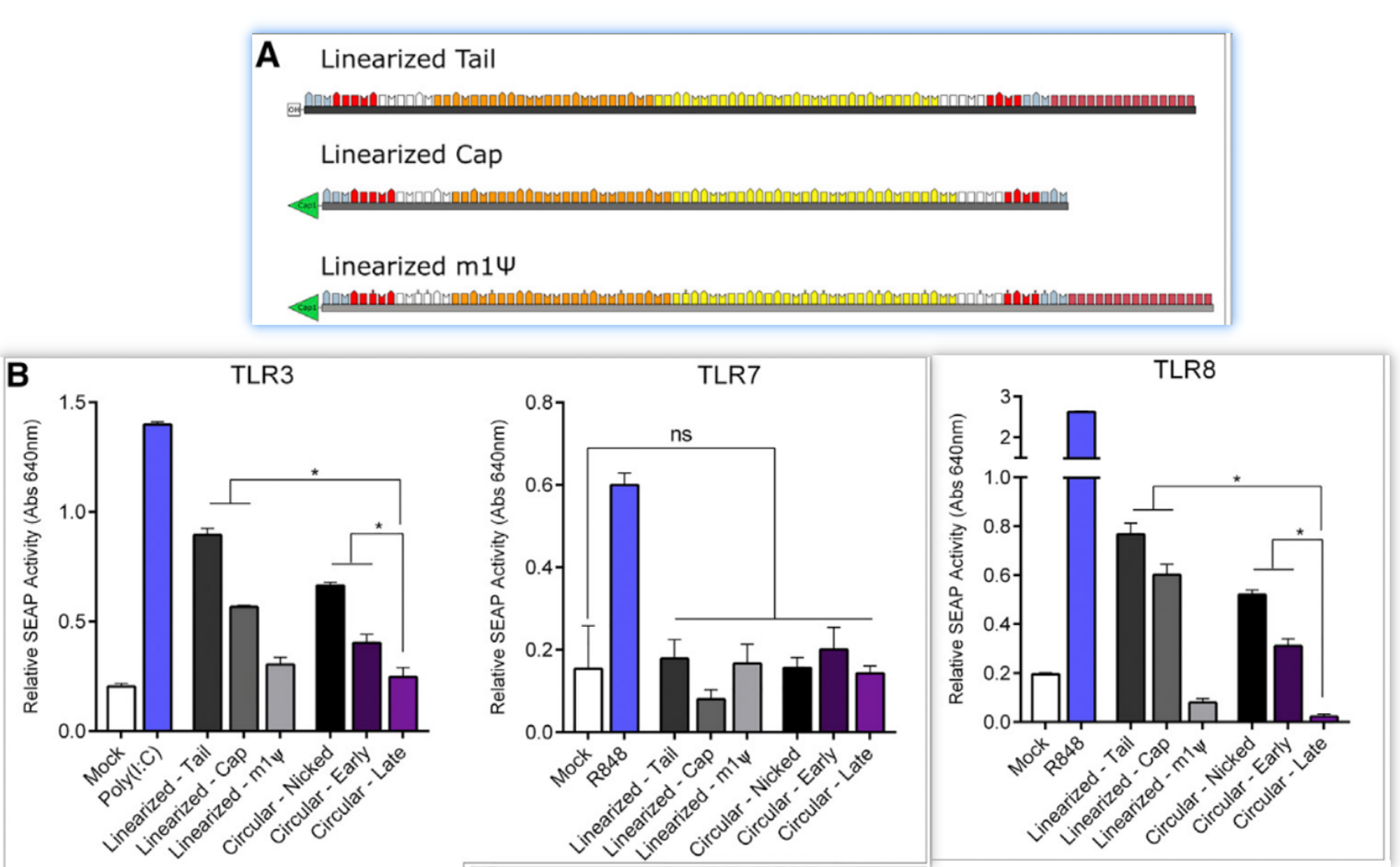 各自类型的RNAs转染TLR Report cells，检测SEAP表达水平