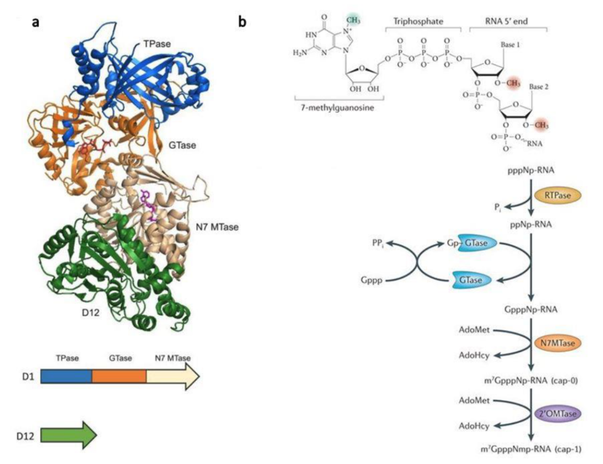 体外转录mRNA,牛痘病毒加帽酶可完成加帽反应