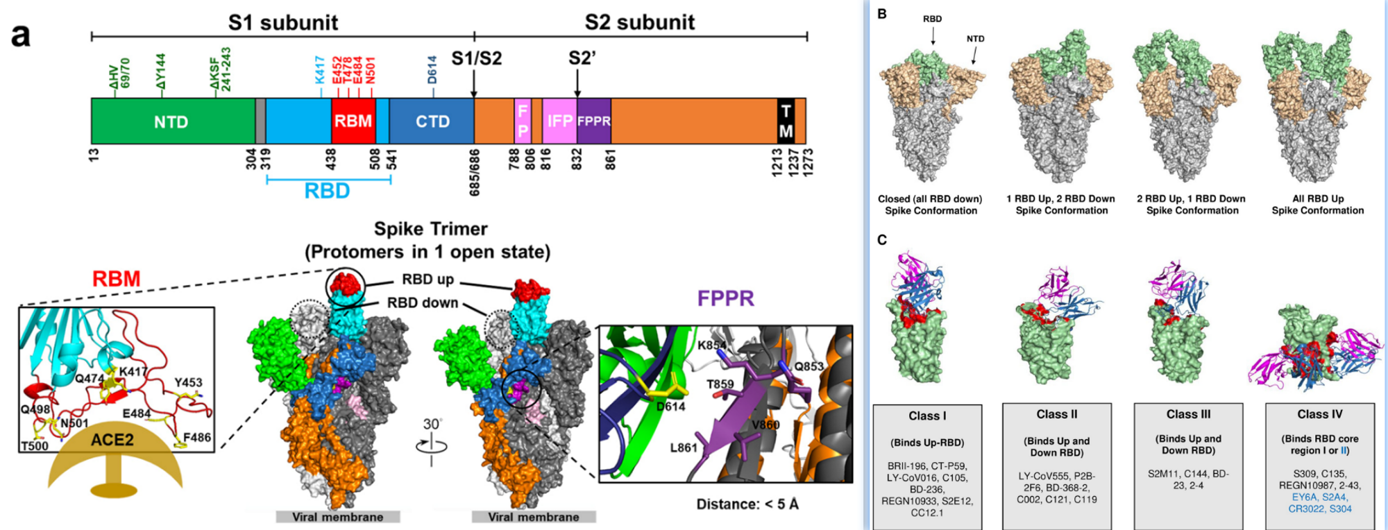 Spike蛋白结构，构象，依赖于RBD的单抗药物