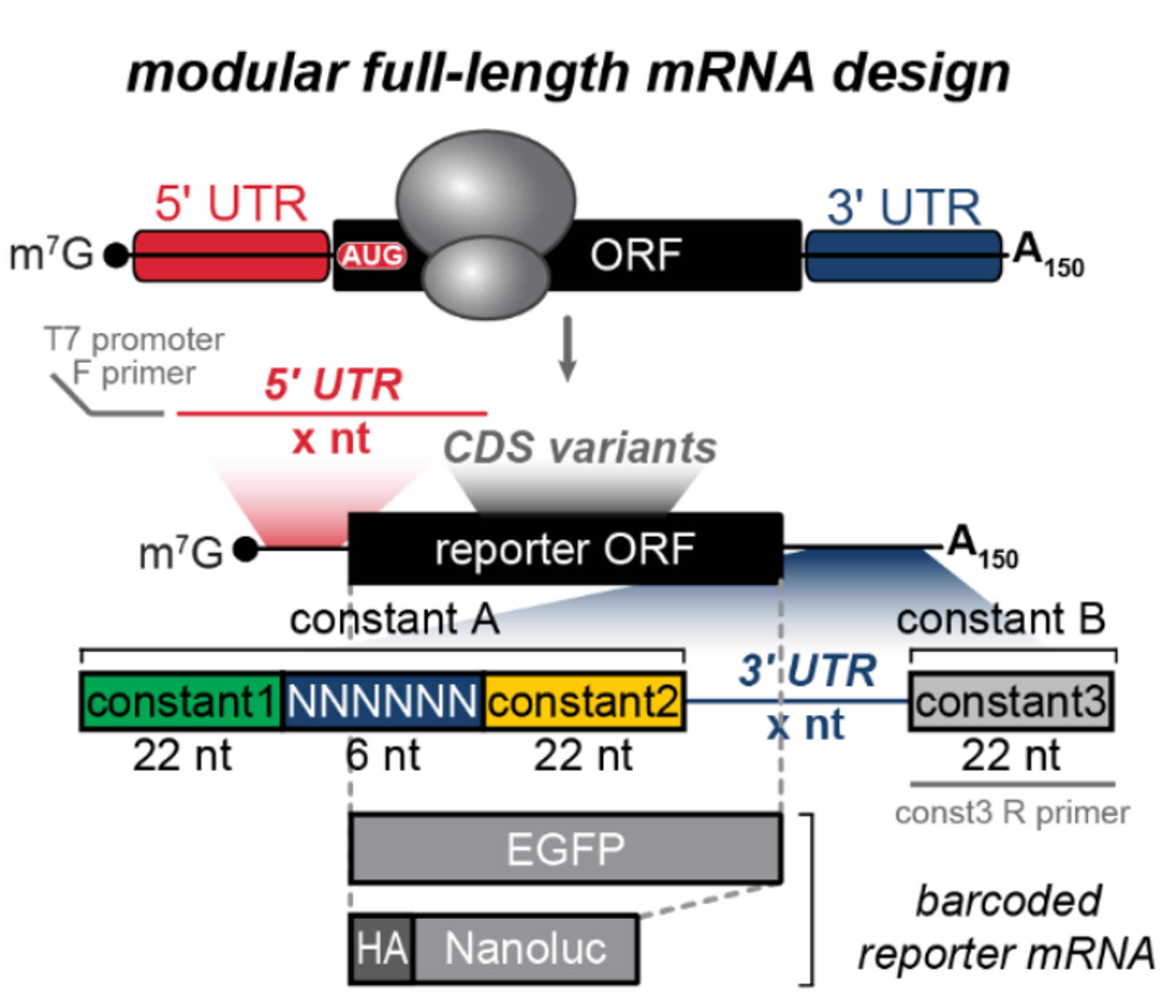 构建可以高通量评估mRNA性能的携带3'UTR-barcoded mRNA Reporter