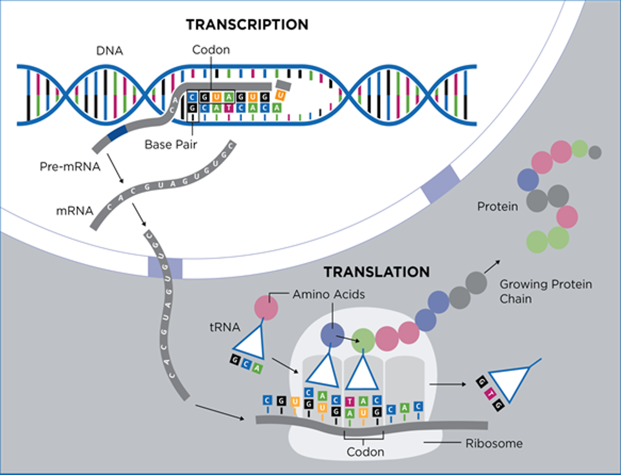 mRNA转录和翻译过程