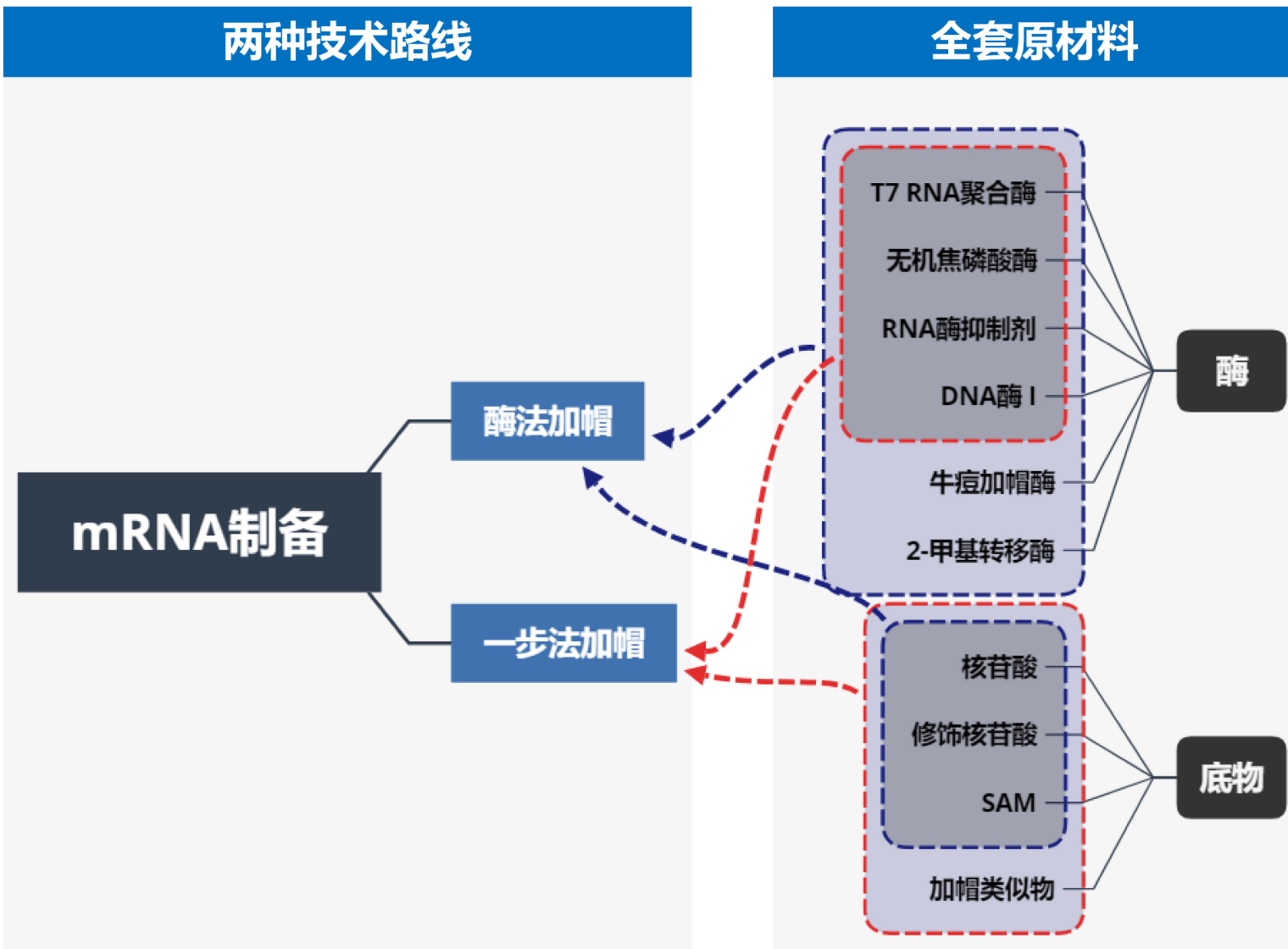 mRNA体外转录的两种加帽方式