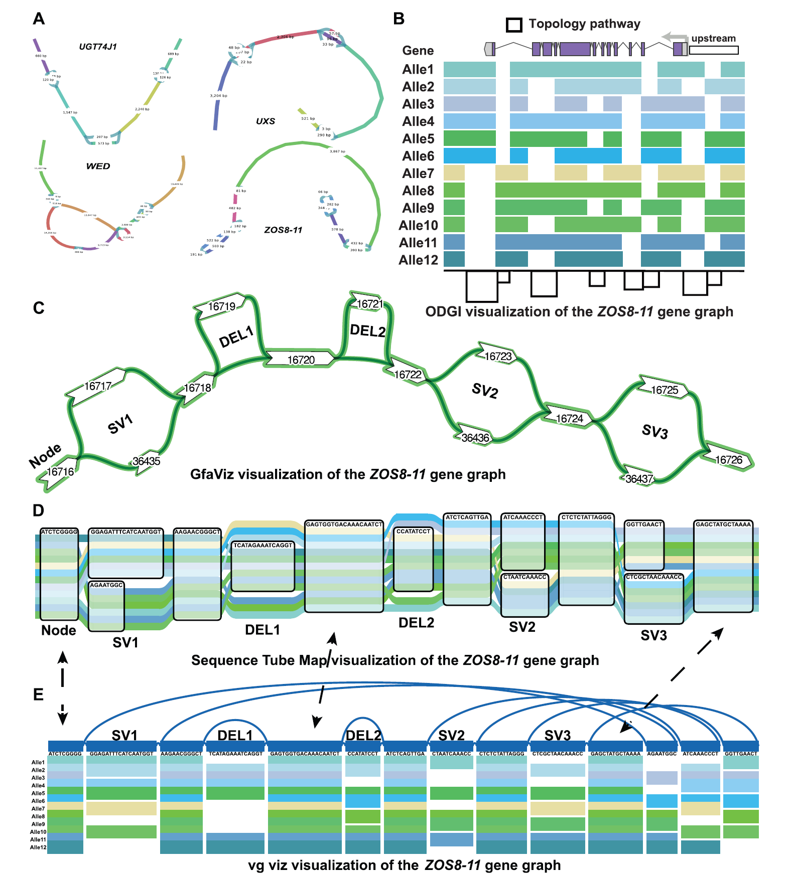 基于47份水稻构建的图泛可视化。(A）水稻中不同基因及其变体的 Bandage可视化。这些基因是 UGT74J1、UXS、WED 和 ZOS8-11。不同的气泡代表结构变异，线条的长度代表碱基的数量。(B) ODGI图泛中 ZOS8-11 基因的可视化。不同颜色代表不同路径，黑线代表路径的拓扑结构。(C)基于图的泛基因组中 ZOS8-11 基因的 GfaViz可视化。线条连接节点，节点上的数字代表节点编号。(D) 序列管图可视化