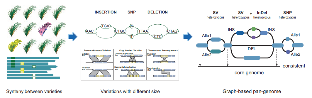 图泛构建的一般过程。 （左）选择代表性的品种，比较品种之间的线性基因组。 （中）查找品种之间的变异，并根据变异的大小将其分为小的结构变异（SNP、InDel）和大的结构变异（PAV、CNV、INV、TRANS）。 （右）基于变异信息构建图泛，以图形方式显示基因组和品种之间的变异。
