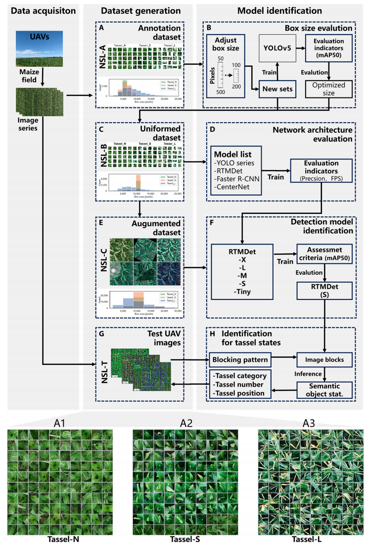 图1 玉米雄穗状态及其检测与鉴定流程. (A) 基于人工标注的NSL-A数据集；(B) 评估标注边界框尺寸；(C) 基于尺寸调整后的NSL-B数据集；(D) 评估不同的网络架构和超参；(E) 数据增强后的NSL-C数据集；(F) 选择检测模型；(G) 基于测试数据集的结果；(H) 不同图像分块模式下识别雄穗状态。其中，A1、A2和A3为3个雄穗类别的代表样本。