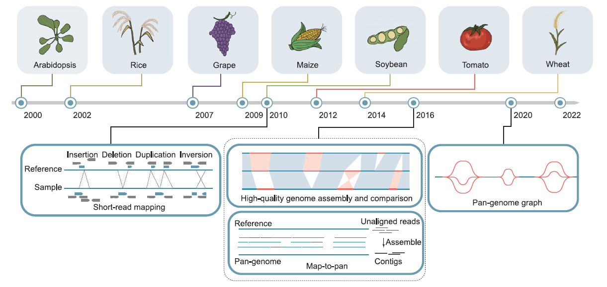 2000年，第一个模式植物——拟南芥的参考基因组发布，随后发布了包括水稻、葡萄、玉米、大豆、番茄和小麦在内的重要农作物的首个参考基因组（上）。随着植物参考基因组的可用性和短读序列测序技术（2010年）的成熟，使用新型计算算法进行全基因组复杂结构变异（SVs，包括插入、删除、重复、反转等）的鉴定成为可能。2016年，提出了“map-to-pan”策略，用于未映射短读的组装和泛基因组的构建。几乎在同一时间，PacBio和Nanopore长读序列测序技术的进步促进了高质量基因组组装和比较，以公正鉴定PAV序列和泛基因组构建。2020年，第一个基于图的植物泛基因组在大豆中构建；这预计将是比传统线性泛基因组方法更好的选择，以进行更有效的泛基因组分析。
