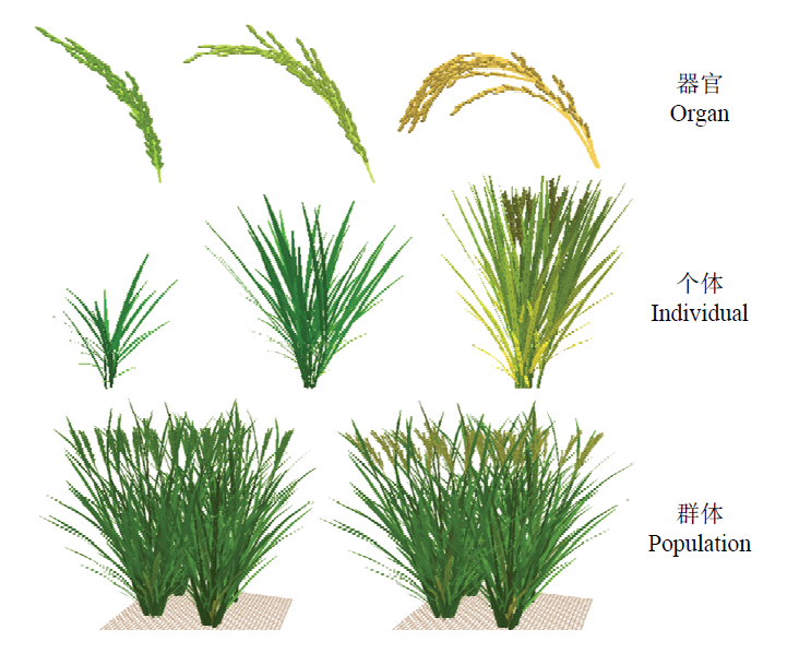 基于RiceGrow 的水稻器官-个体-群体三维形态建成及可视化表达