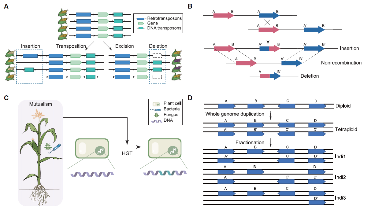 植物泛基因组中与变异DNA序列相关的结构变异（SVs）的主要驱动力概览。
(A) 转座元件的活动（包括转座和切除）导致常见的SVs，这可能与表型变异有关（以玉米种子颜色变异为例）。
(B) 两个非等位重复DNA（A-B和A'-B'）之间的NAHR（非等位基因同源重组）产生两个重组等位基因，一个带有插入物（A'-B），另一个则删除了两个位点（B-A'）。
(C) HGT（水平基因转移）可以使植物快速获得原本不在其基因库中的基因，甚至可以跨界从真菌/细菌到植物。
(D) 多倍体植物中全基因组复制后重复基因的差异性分离产生了个体间的PAV（存在/缺失变异）基因。