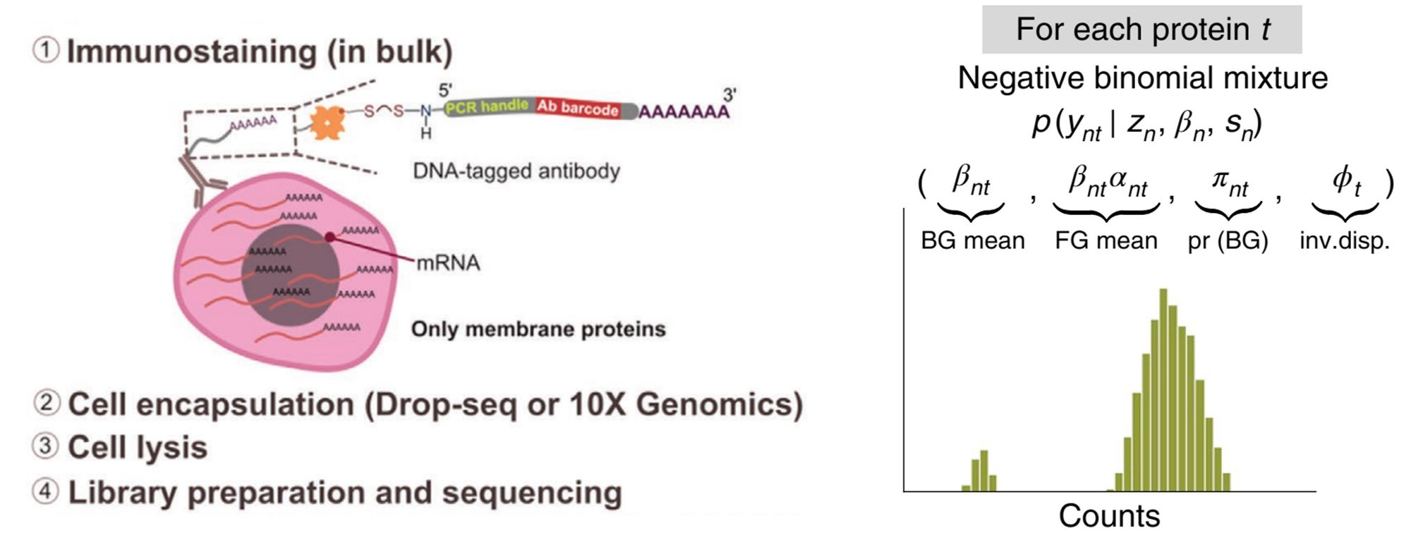 CITE-seq protein count的来源。使用抗体-寡核苷酸的共聚体的捕捉表面蛋白(左)， totalVI对特定的蛋白质t的分布建模(右)。左图来源于Matuła et al, *Advanced Biosystems,* 2020.