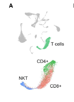UMAP illustrating T cells among liver NPCs (top) and three T cell subclusters