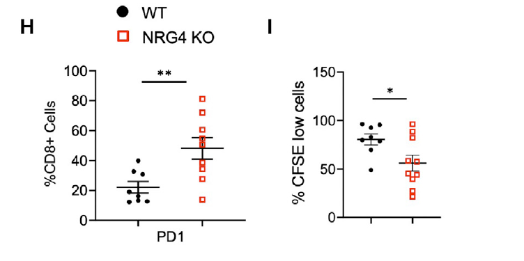 Flow cytometry analysis of PD1 expression in intrahepatic CD8+ T cells from NASH-diet-fed WT (n = 8) and NRG4 KO (n = 9) mice.
；CFSE proliferation assay of CD8+ T cells from WT (n = 8) and NRG4 KO (n = 10) mice fed NASH diet for 5 months.