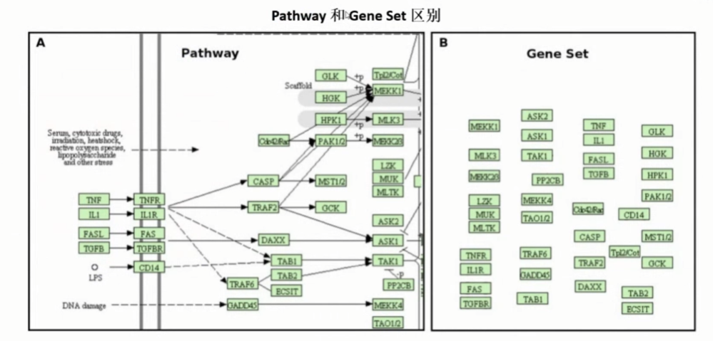 Pathway与Gene Set的区别