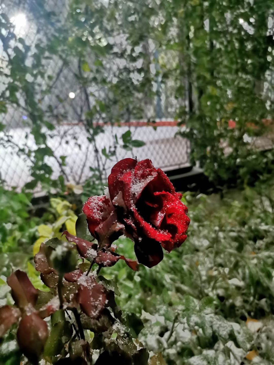 霜降玫瑰