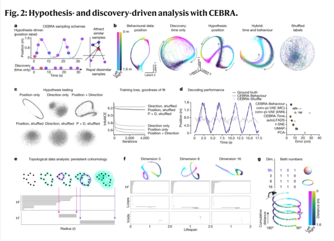 使用CEBRA的假设和发现驱动分析