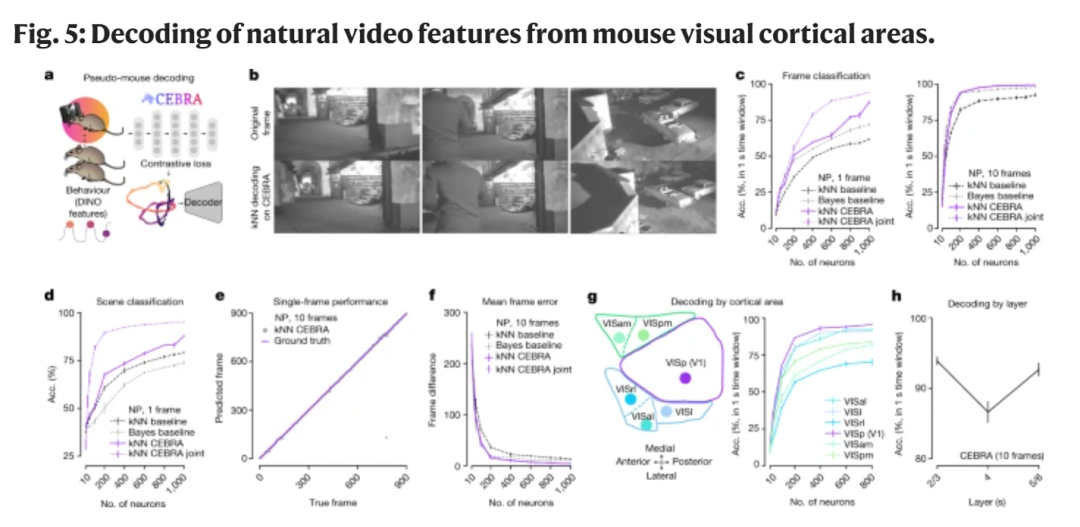 从小鼠视觉皮层区域解码自然视频特征